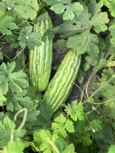 bittermelon