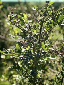 blueberry