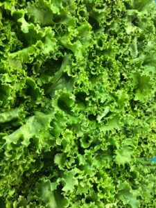 lettuce