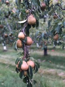 pear1