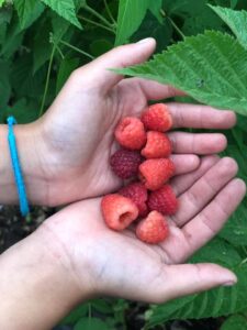 rasp